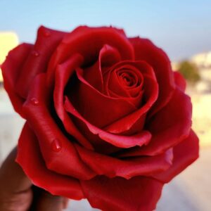 Online Chocolate Flowers Class-Red Rose by Anand Kumar