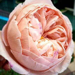 Flexi Gum Paste Austin Rose & Magnolia Sugar Flowers Workshop by Overseas Instructor Anand Kumar